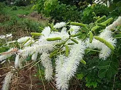 Description de l'image Mimosa caesalpiniaefolia 1.jpg.