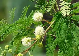 Leucaena leucocephala.