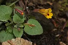 Description de l'image Mimulus_alsinoides_2402f.JPG.