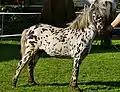 Poney Mini-Appaloosa