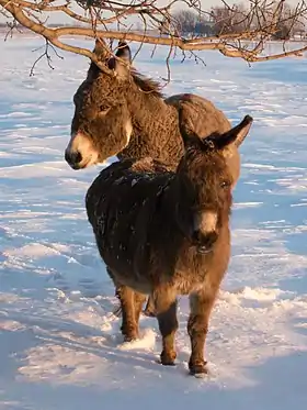 Un âne miniature dans le Minnesota, en janvier