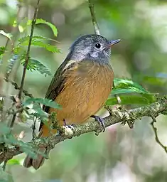 Pipromorphe à ventre roux (Mionectes rufiventris)