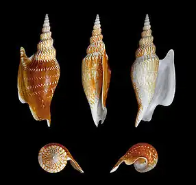 Mirabilistrombus listeri.