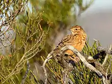 Une Alouette bateuleuse au parc national de Namaqua.