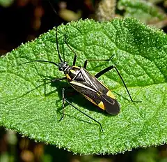Description de l'image Mirid Bug. Hadrodemus m-flavum - Flickr - gailhampshire.jpg.