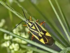Description de l'image Miridae - Brachycoleus decolor.JPG.