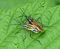 Accouplement en V chez Leptopterna dolabrata, Miridae (Cimicomorpha)