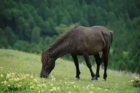 Cheval Misaki noir.