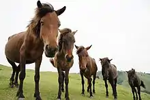 Groupe de chevaux vus de face.