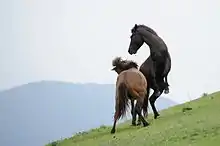 Deux chevaux mâles en train de cabrer dans un pré.
