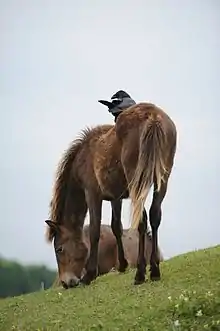 Un cheval Misaki en train de brouter avec un oiseau perché sur son dos.