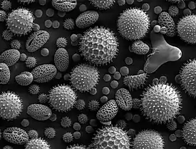 Photo au microscope électronique de pollens, sortes de boules grises de formes différentes
