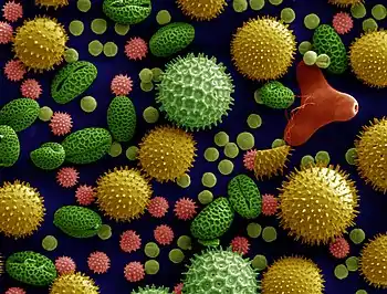 Image prise au MEB de diverses sortes de pollens (fausses couleurs)