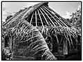 Mise en place des peignes de feuilles de pandanus (Futuna).
