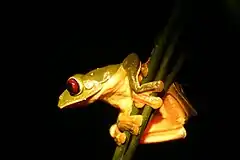 Description de l'image Misfit leaf frog.jpg.