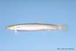 Long poisson de couleur claire avec des "moustaches" et une queue arrondie