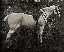 Photographie d'un cheval gris sellé et bridé