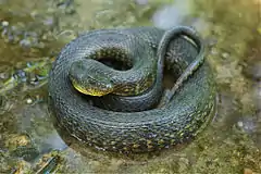 Description de l'image Mississippi Green Water Snake.jpg.