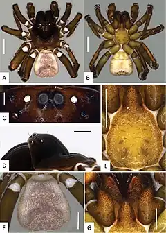 Description de l'image Missulena harewoodi (10.3897-evolsyst.1.14665) Figure 1.jpg.