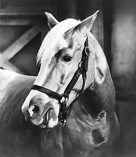 Description de l'image Mister Ed.JPG.