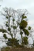 Arbre parasité par du Gui