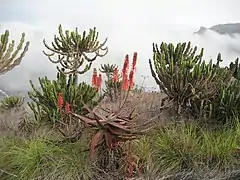 Plantes succulentes.