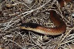 Description de l'image Mitchells Short-tailed Snake (Parasuta nigriceps) (8637612256).jpg.