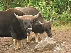 Gayals (Bos frontalis) dans l'Arunachal Pradesh, en Inde.