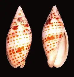 Mitra cardinalis