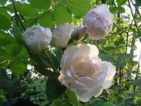 Fleur en gros plan de Mme Alfred Carrière.