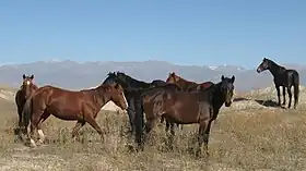 Groupe de chevaux en liberté.