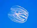 A transparent comb jelly floating in open water