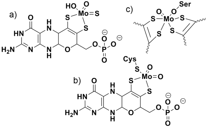 Exemples de cofacteurs à molybdène de (a) la xanthine oxydase, (b) la sulfite oxydase et (c) la DMSO réductase. La DMSO réductase contient également deux ligands molybdoptérine liés au molybdène qui ne sont pas représentés sur la figure pour plus de clarté.