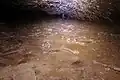 Ossements de moa dans les grottes d'Honeycomb