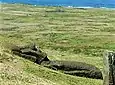 Moai couché sur les flancs du Rano Raraku.