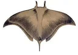 Myliobatiformes (Raie pastenague, Raie manta…)