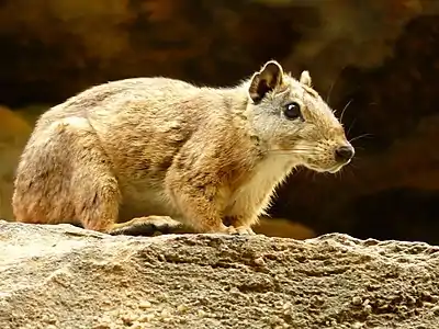 Cobaye des rochers (Kerodon rupestris).