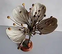 Fleur de Prunus cerasus.