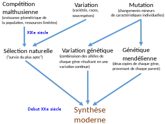 "arbre généralogique" menant à la théorie synthétique.