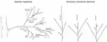 Ramifications hypotone, épitone, acrotone, mésotone, basitone