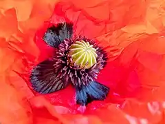 L'intérieur d'une fleur de coquelicot.