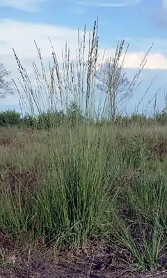 La molinie bleue, une des espèces les plus communes du parc.