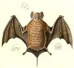 Description de l'image Molossus molossus molossus 1847.jpg.