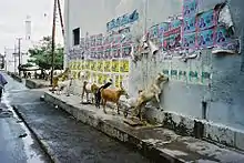 Des chèvres léchant la colle d'affiche publicitaires sur un mur