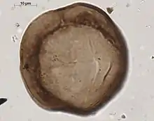 Monade de cryptospore ( Gneudnaspora divellomedia)