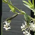 Chenilles de papillon monarque