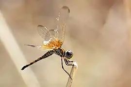 Trithemis monardi