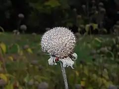 Infrutescence à maturité.