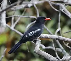 Description de l'image Monasa atra - Black nunbird.JPG.