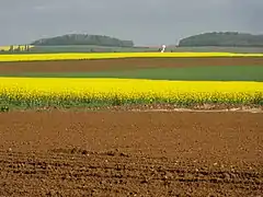 Paysage de printemps avec champs de colza.
